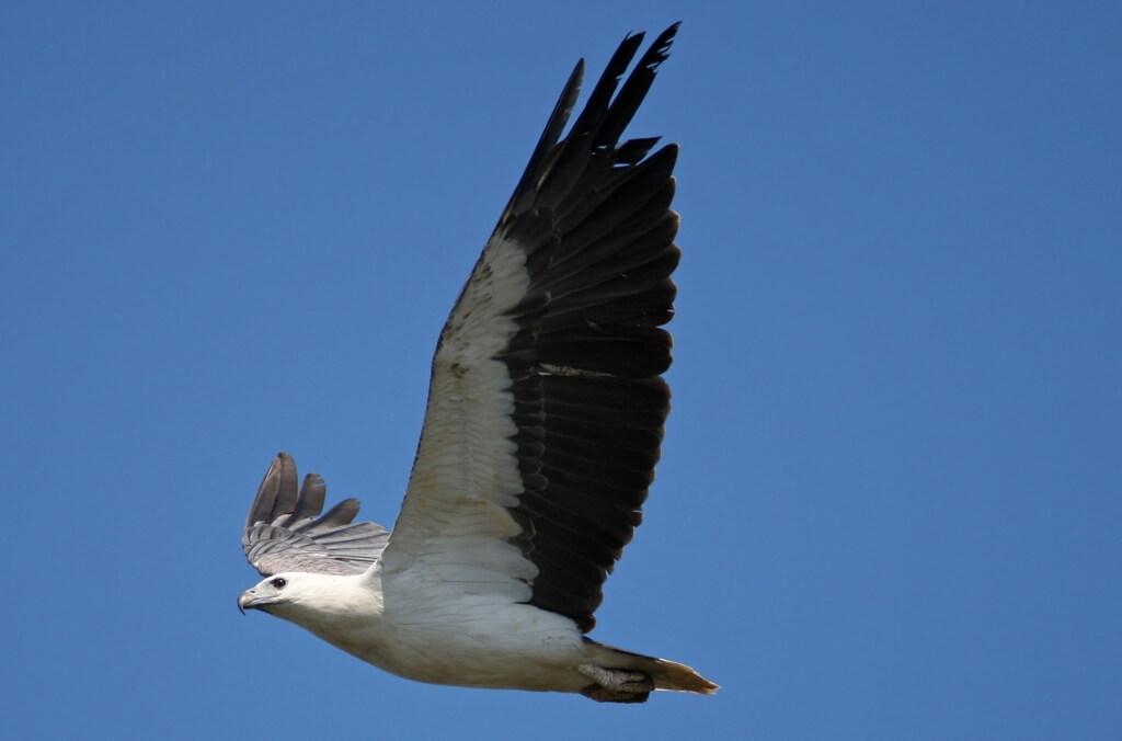 Bird with white head and body, and dark wings and tail, soaring through a clear blue sky with wings spread wide.