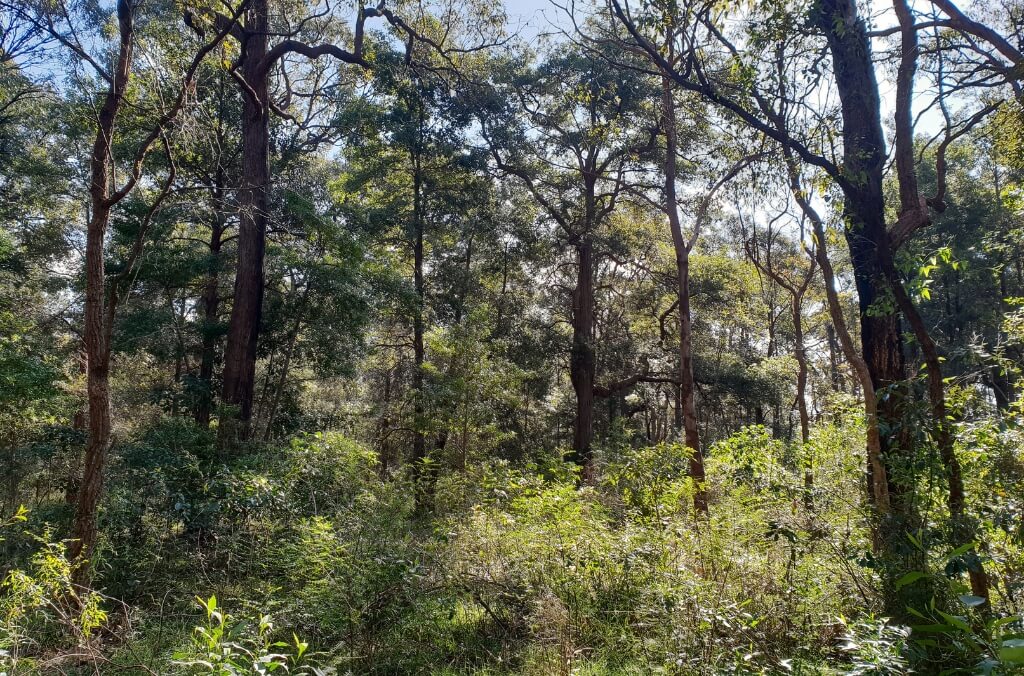 Dense forest with tall trees and abundant green foliage, where sunlight filters through the canopy creating dappled light and shadow on the forest floor.