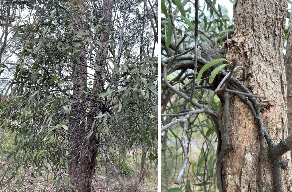 A tree with dense foliage on the left and a close-up of its trunk with intertwined branches on the right.