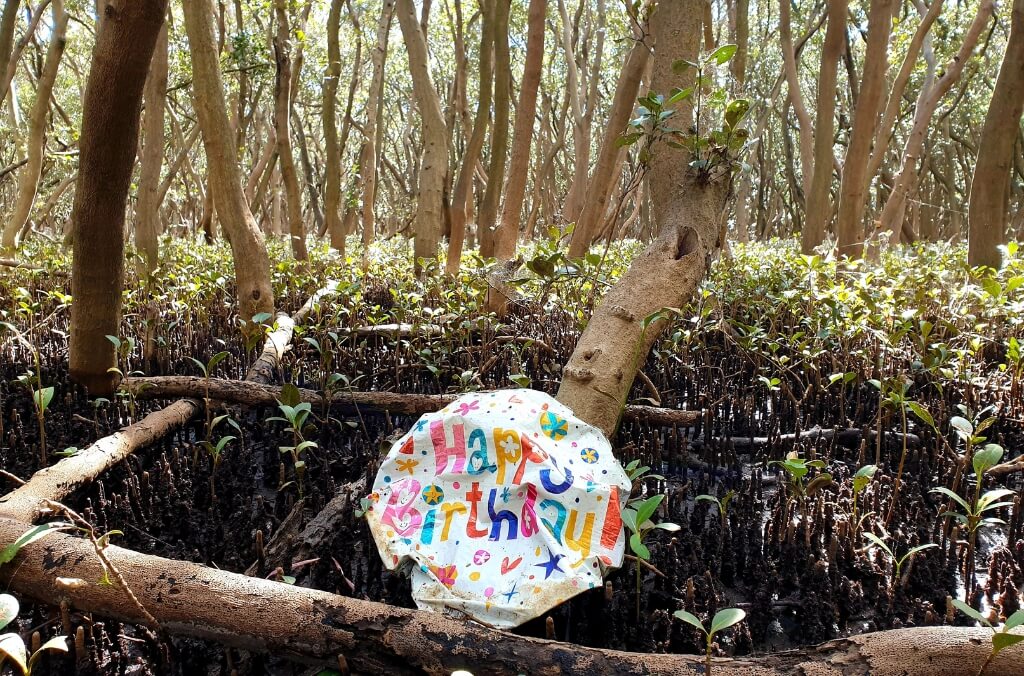 A deflated, colorful "Happy Birthday" balloon rests among the mangroves.