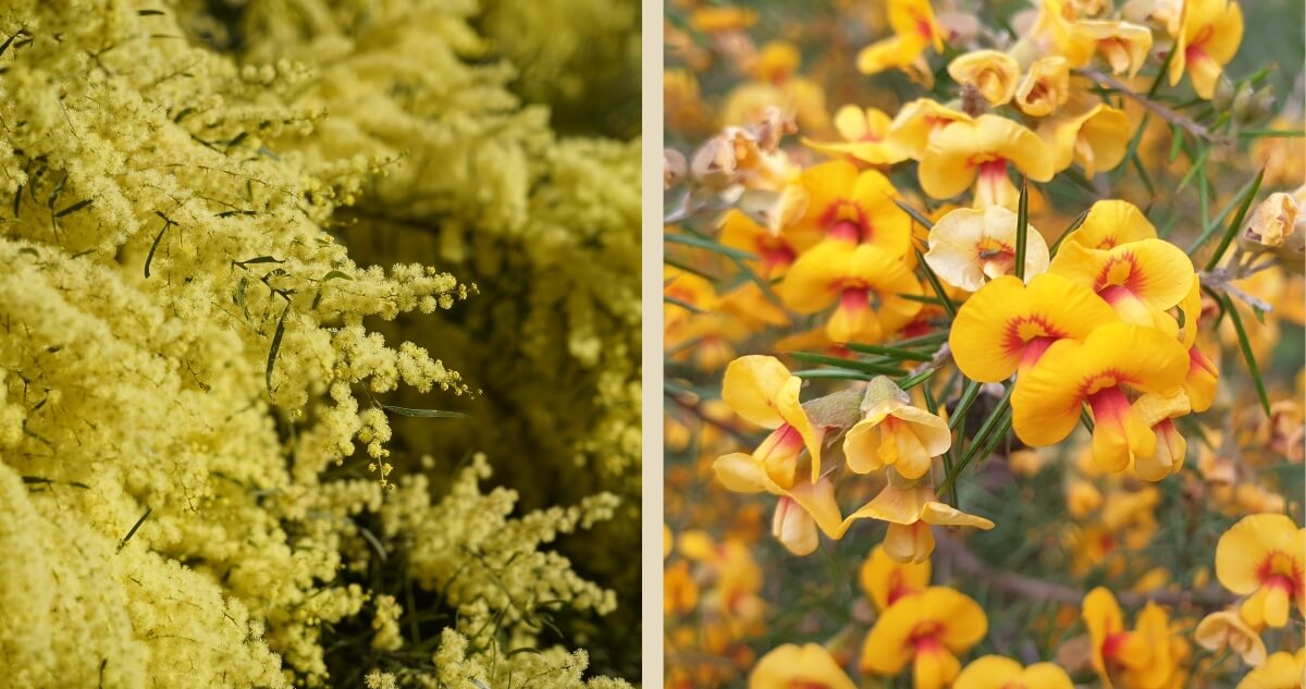 Two types of yellow flowers: on the left, a dense cluster of small, fluffy yellow blooms with thin green stems; on the right, larger yellow flowers with red centers and elongated petals on a leafy green bush.