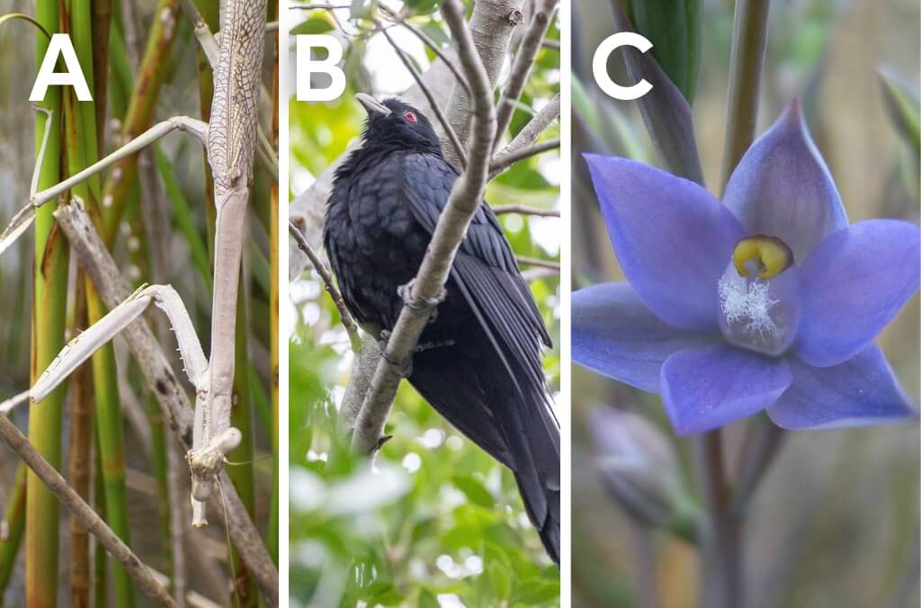 A composite image divided into three vertical panels labeled A, B, and C. Panel A: A large stick insect camouflaged among thin green and brown branches. Panel B: A glossy black bird with red eyes perched on a tree branch, surrounded by green leaves. Panel C: A close-up of a single purple-blue flower with pointed petals and a yellow centre.