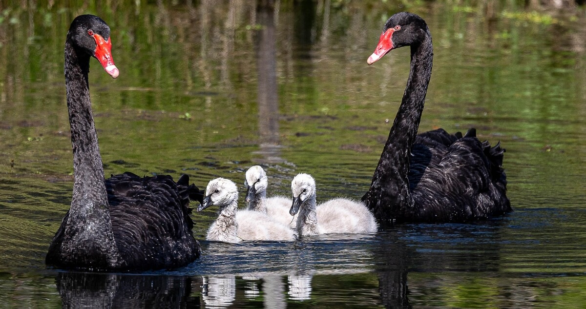 Two adult black swans swim in a pond with four fluffy gray cygnets between them.