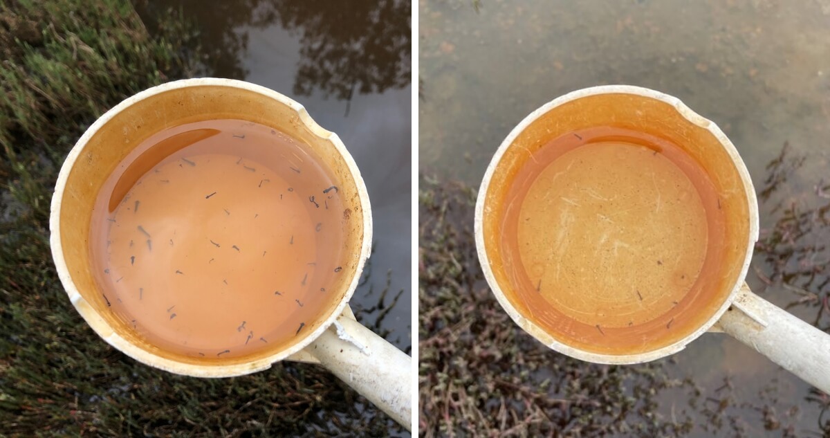 LEFT: Larval densities before treatment RIGHT: Larval densities after treatment