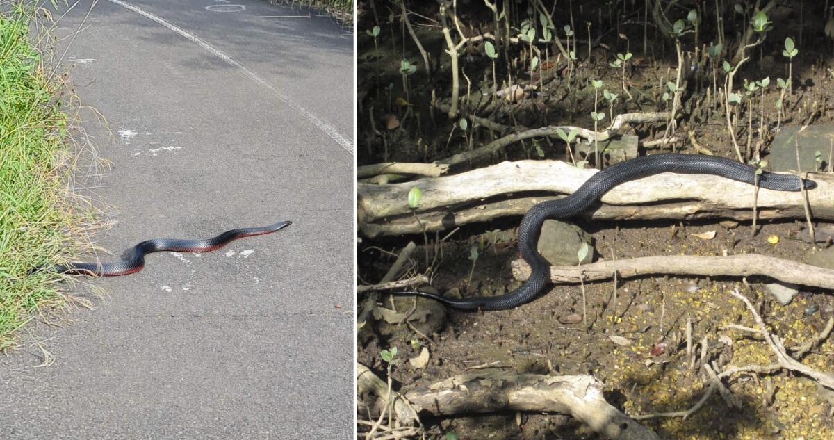 Two Red‑bellied Black Snakes are shown in their habitats, one crossing a paved path and the other lying among mangrove roots and leaf litter.