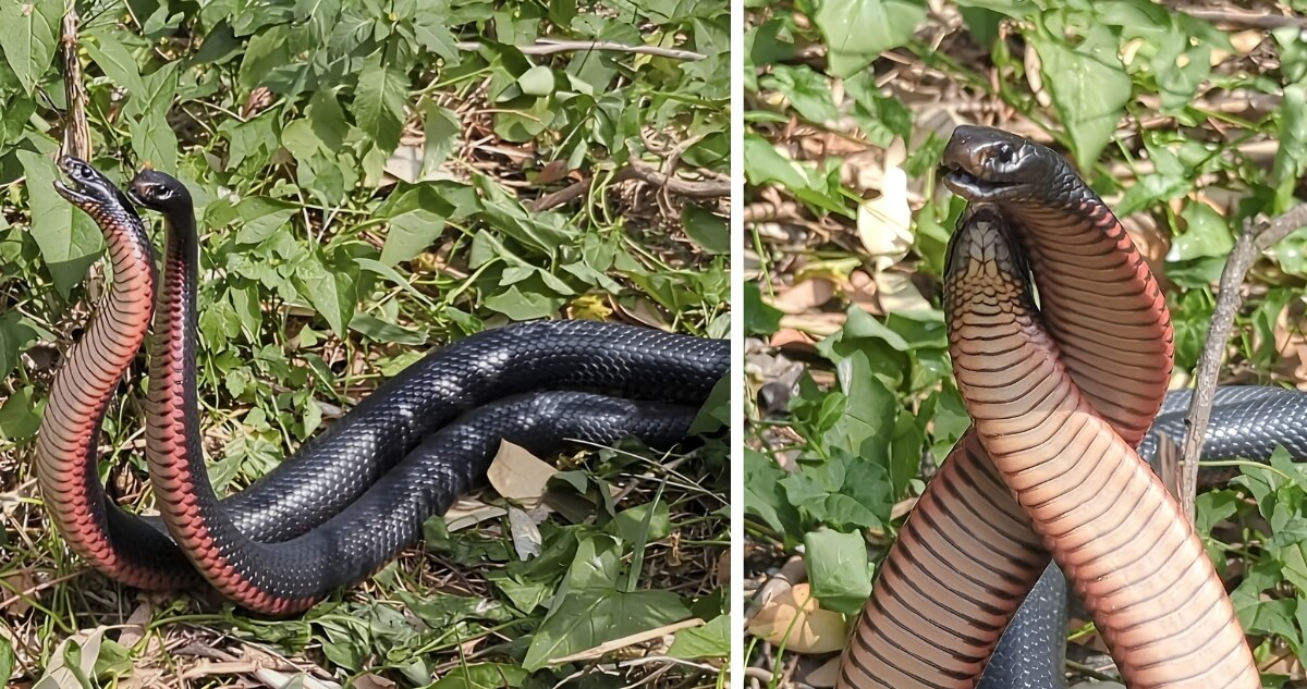 Two Red‑bellied Black Snakes are shown intertwined in a raised, twisting display amid ground vegetation.
