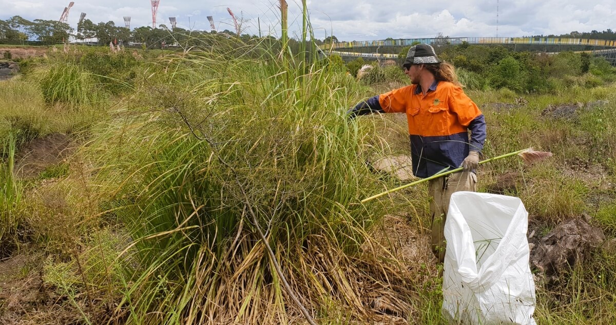 A park maintenance worker in high‑visibility clothing removes pampas grass flower heads from a large tussock in the Brickpit.