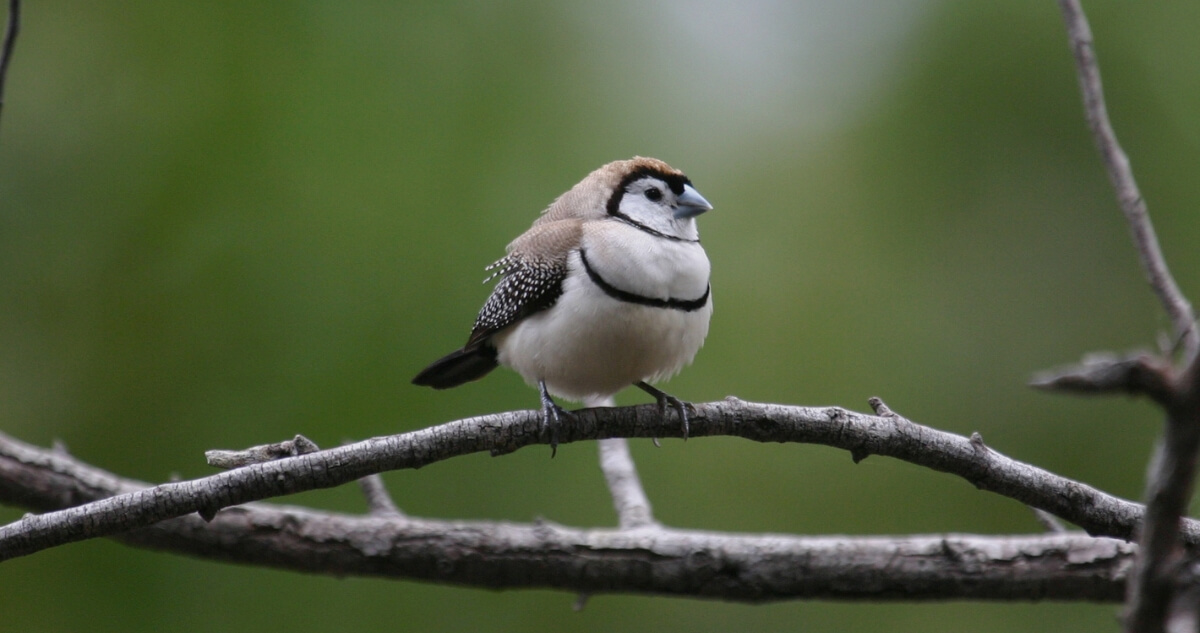 A Double-barred Finch with a pale grey body, black chest band, and speckled wings perches on a thin branch.
