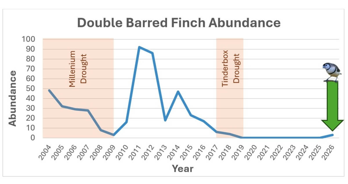 Double-barred Finch Yearly Abundance at Sydney Olympic Park with major drought periods highlighted.