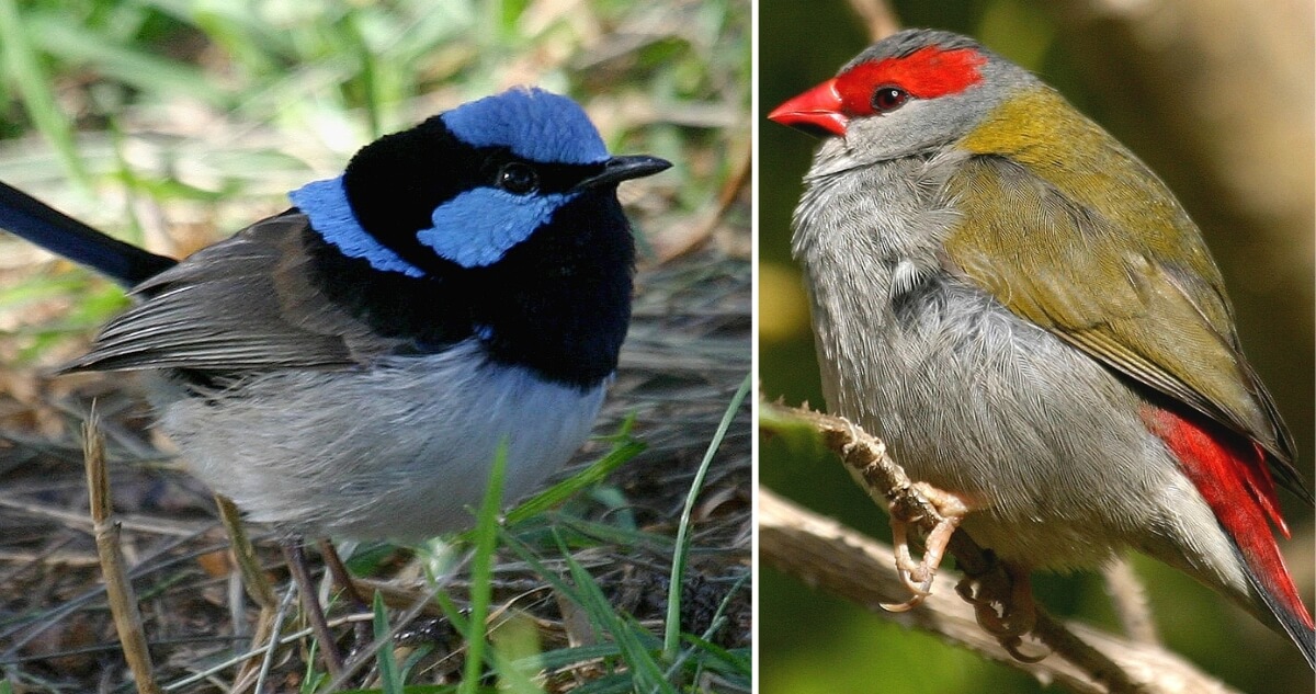 A side-by-side image shows a Superb Fairy-wren on the left with bright blue and black plumage and a Red-browed Finch on the right with a red face, olive-brown back, and grey chest perched on a branch.