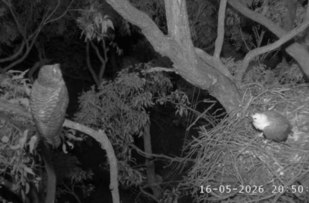 A night-vision image shows a large owl perched on a branch near a tree nest where another bird is resting.