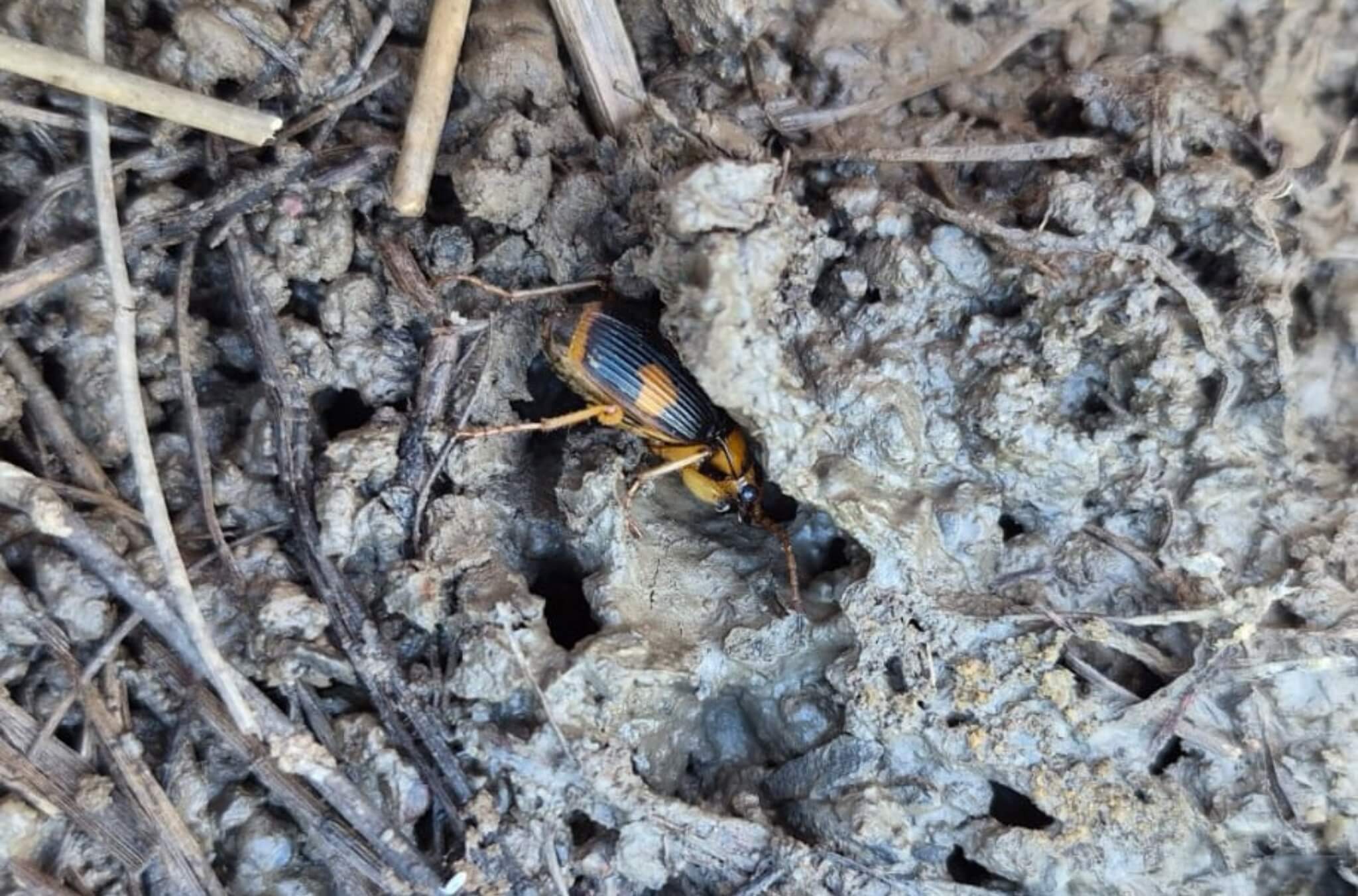 Close-up of a black-and-orange beetle on muddy, textured ground among small twigs and soil fragments.