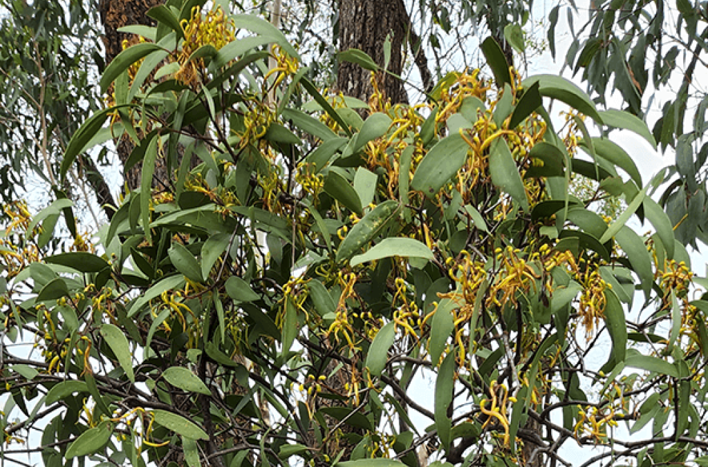 A mistletoe with green leaves and yellow flower pods on a eucalyptus tree