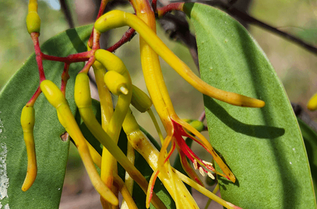 Close-up of mistletoe flower with yellow pods and red stamens.