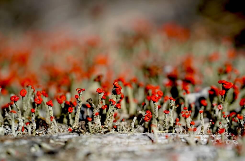 A close-up of gritty British soldiers lichen shows clusters of tiny red-tipped stalks growing densely across a weathered surface with a softly blurred background.